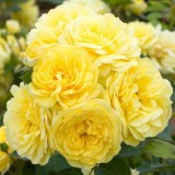 Анни Дюпрей_0x160 Любимый сад